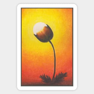 Bloom in Beautiful Orange Sunset Magnet